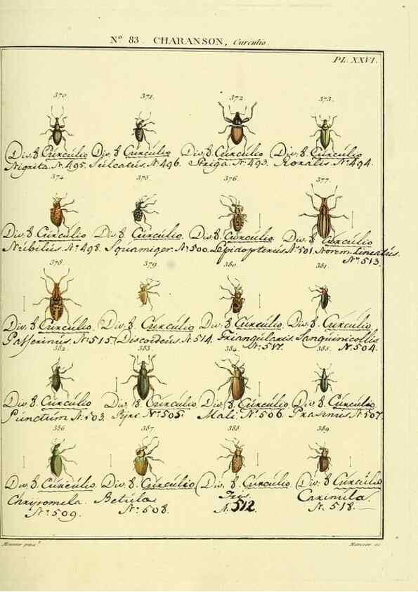 Reproducción/Reproduction 35864782705: Entomologie, ou, Histoire naturelle des insectes :. A Paris :De l'Imprimerie de Baudoin,1789-1808.