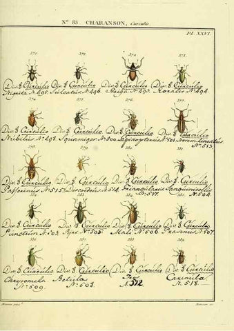 Reproducción/Reproduction 35864782705: Entomologie, ou, Histoire naturelle des insectes :. A Paris :De l'Imprimerie de Baudoin,1789-1808.