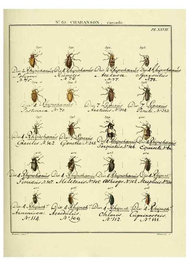 Reproducción/Reproduction 35864784375: Entomologie, ou, Histoire naturelle des insectes :. A Paris :De l'Imprimerie de Baudoin,1789-1808.