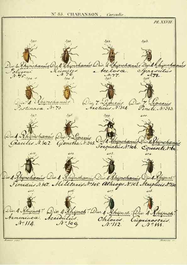 Reproducción/Reproduction 35864784375: Entomologie, ou, Histoire naturelle des insectes :. A Paris :De l'Imprimerie de Baudoin,1789-1808.