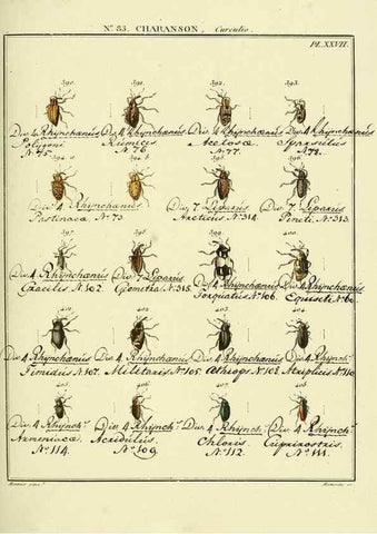 Reproducción/Reproduction 35864784375: Entomologie, ou, Histoire naturelle des insectes :. A Paris :De l'Imprimerie de Baudoin,1789-1808.