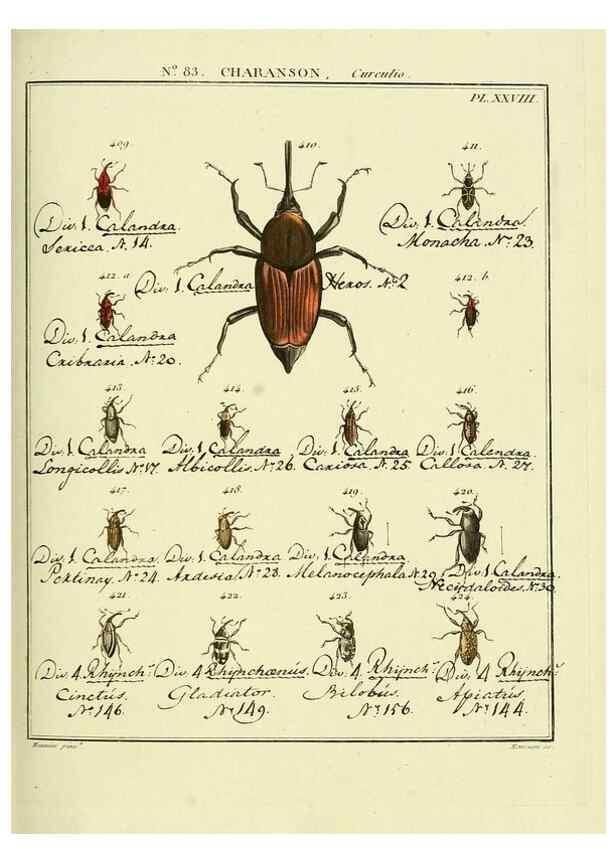 Reproducción/Reproduction 35864786675: Entomologie, ou, Histoire naturelle des insectes :. A Paris :De l'Imprimerie de Baudoin,1789-1808.