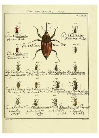 Reproducción/Reproduction 35864786675: Entomologie, ou, Histoire naturelle des insectes :. A Paris :De l'Imprimerie de Baudoin,1789-1808.