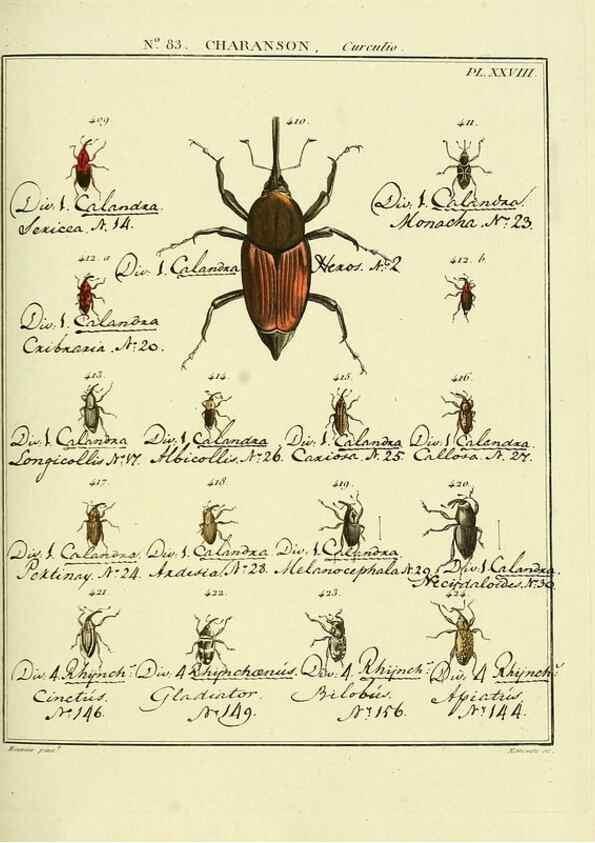 Reproducción/Reproduction 35864786675: Entomologie, ou, Histoire naturelle des insectes :. A Paris :De l'Imprimerie de Baudoin,1789-1808.