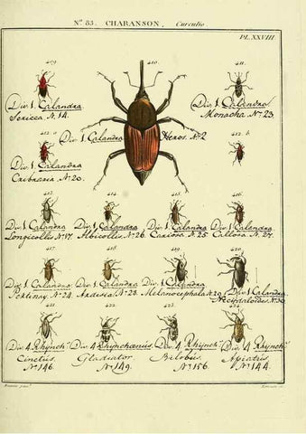 Reproducción/Reproduction 35864786675: Entomologie, ou, Histoire naturelle des insectes :. A Paris :De l'Imprimerie de Baudoin,1789-1808.