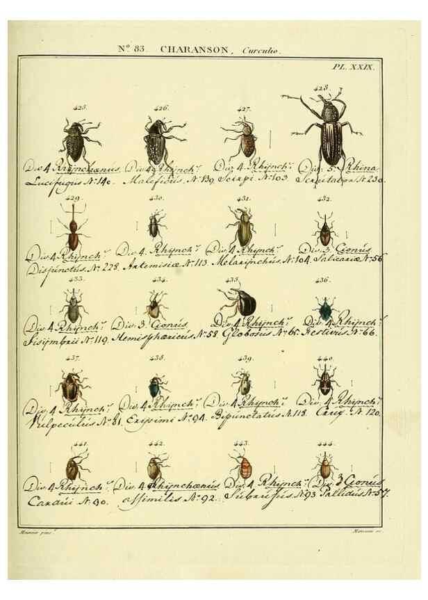 Reproducción/Reproduction 35864788095: Entomologie, ou, Histoire naturelle des insectes :. A Paris :De l'Imprimerie de Baudoin,1789-1808.