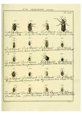 Reproducción/Reproduction 35864788095: Entomologie, ou, Histoire naturelle des insectes :. A Paris :De l'Imprimerie de Baudoin,1789-1808.