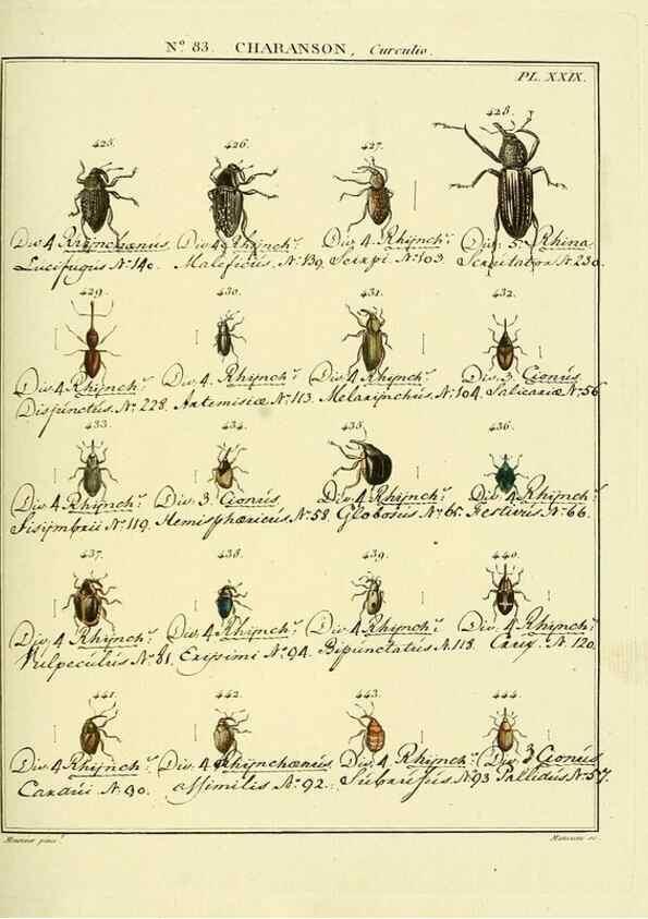 Reproducción/Reproduction 35864788095: Entomologie, ou, Histoire naturelle des insectes :. A Paris :De l'Imprimerie de Baudoin,1789-1808.