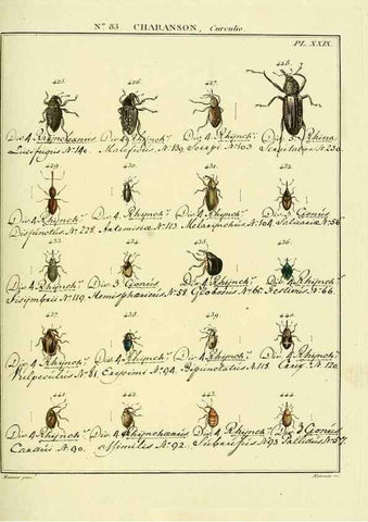 Reproducción/Reproduction 35864788095: Entomologie, ou, Histoire naturelle des insectes :. A Paris :De l'Imprimerie de Baudoin,1789-1808.