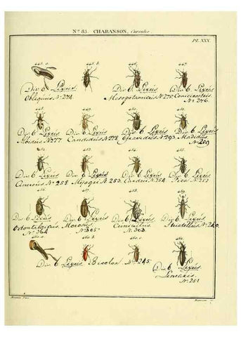 Reproducción/Reproduction 35025065214: Entomologie, ou, Histoire naturelle des insectes :. A Paris :De l'Imprimerie de Baudoin,1789-1808.