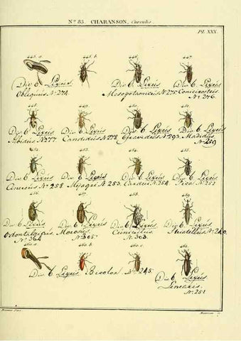 Reproducción/Reproduction 35025065214: Entomologie, ou, Histoire naturelle des insectes :. A Paris :De l'Imprimerie de Baudoin,1789-1808.