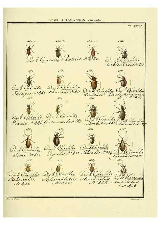 Reproducción/Reproduction 35864791295: Entomologie, ou, Histoire naturelle des insectes :. A Paris :De l'Imprimerie de Baudoin,1789-1808.