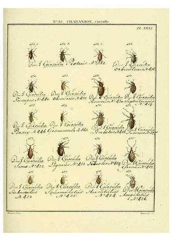 Reproducción/Reproduction 35864791295: Entomologie, ou, Histoire naturelle des insectes :. A Paris :De l'Imprimerie de Baudoin,1789-1808.