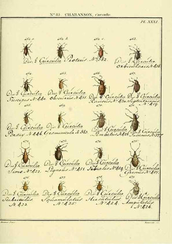 Reproducción/Reproduction 35864791295: Entomologie, ou, Histoire naturelle des insectes :. A Paris :De l'Imprimerie de Baudoin,1789-1808.