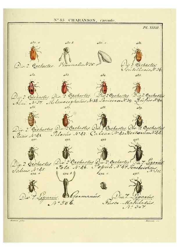 Reproducción/Reproduction 35864792845: Entomologie, ou, Histoire naturelle des insectes :. A Paris :De l'Imprimerie de Baudoin,1789-1808.