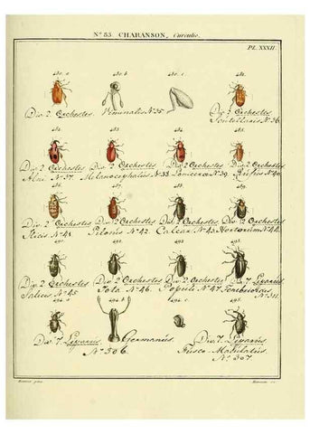 Reproducción/Reproduction 35864792845: Entomologie, ou, Histoire naturelle des insectes :. A Paris :De l'Imprimerie de Baudoin,1789-1808.