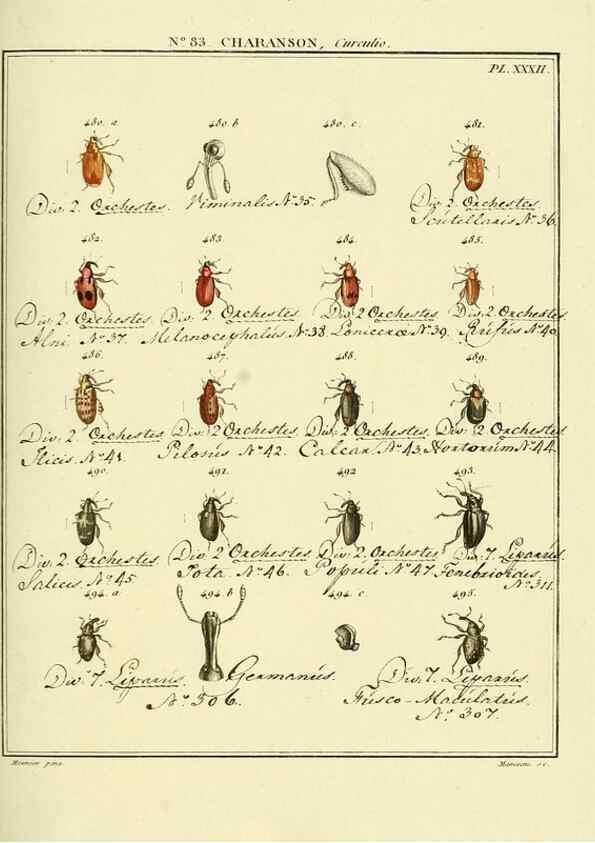 Reproducción/Reproduction 35864792845: Entomologie, ou, Histoire naturelle des insectes :. A Paris :De l'Imprimerie de Baudoin,1789-1808.
