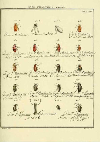 Reproducción/Reproduction 35864792845: Entomologie, ou, Histoire naturelle des insectes :. A Paris :De l'Imprimerie de Baudoin,1789-1808.