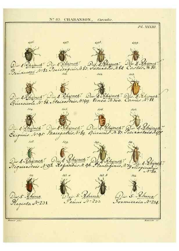 Reproducción/Reproduction 35476880870: Entomologie, ou, Histoire naturelle des insectes :. A Paris :De l'Imprimerie de Baudoin,1789-1808.