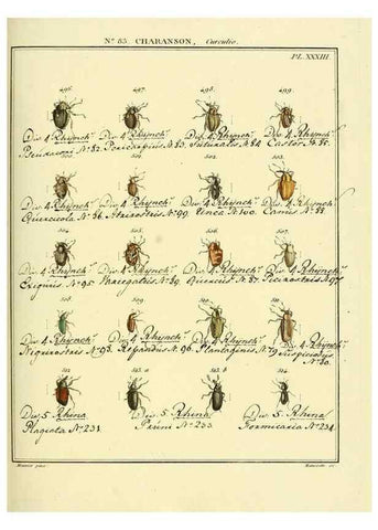 Reproducción/Reproduction 35476880870: Entomologie, ou, Histoire naturelle des insectes :. A Paris :De l'Imprimerie de Baudoin,1789-1808.