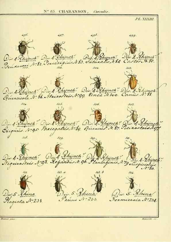 Reproducción/Reproduction 35476880870: Entomologie, ou, Histoire naturelle des insectes :. A Paris :De l'Imprimerie de Baudoin,1789-1808.