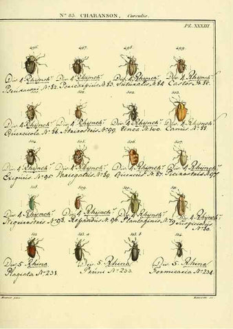Reproducción/Reproduction 35476880870: Entomologie, ou, Histoire naturelle des insectes :. A Paris :De l'Imprimerie de Baudoin,1789-1808.
