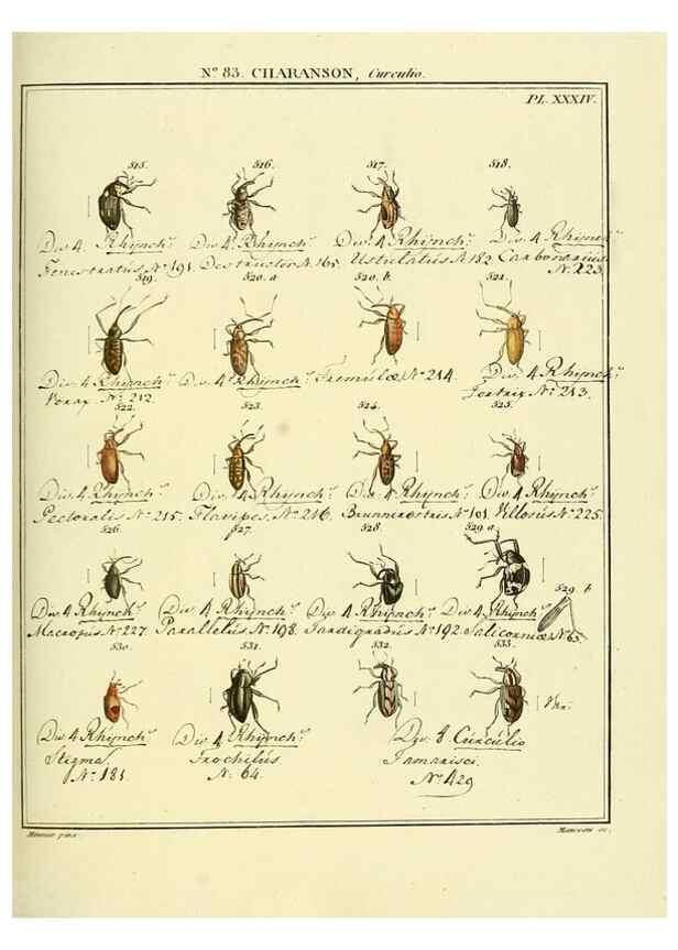 Reproducción/Reproduction 35025072964: Entomologie, ou, Histoire naturelle des insectes :. A Paris :De l'Imprimerie de Baudoin,1789-1808.