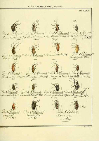 Reproducción/Reproduction 35025072964: Entomologie, ou, Histoire naturelle des insectes :. A Paris :De l'Imprimerie de Baudoin,1789-1808.