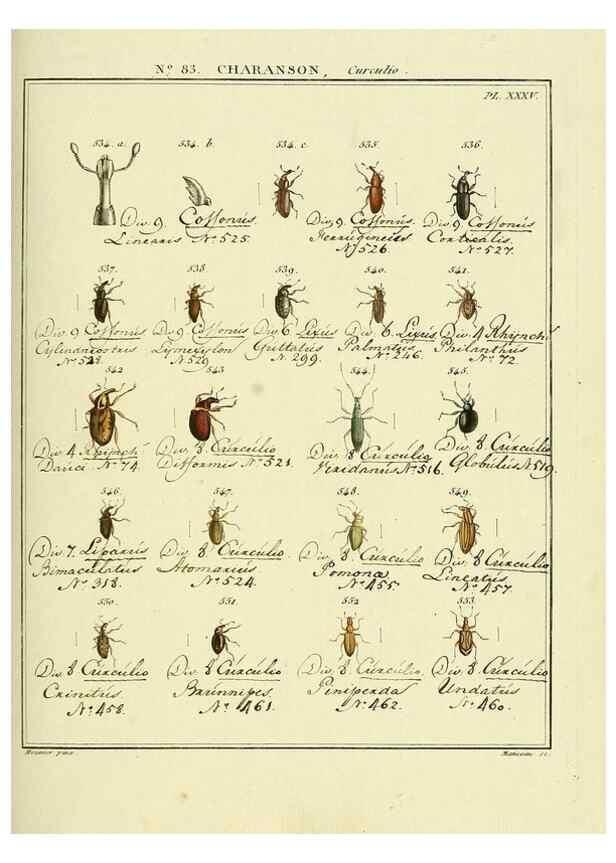 Reproducción/Reproduction 35025074974: Entomologie, ou, Histoire naturelle des insectes :. A Paris :De l'Imprimerie de Baudoin,1789-1808.