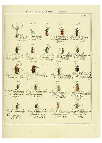 Reproducción/Reproduction 35025074974: Entomologie, ou, Histoire naturelle des insectes :. A Paris :De l'Imprimerie de Baudoin,1789-1808.