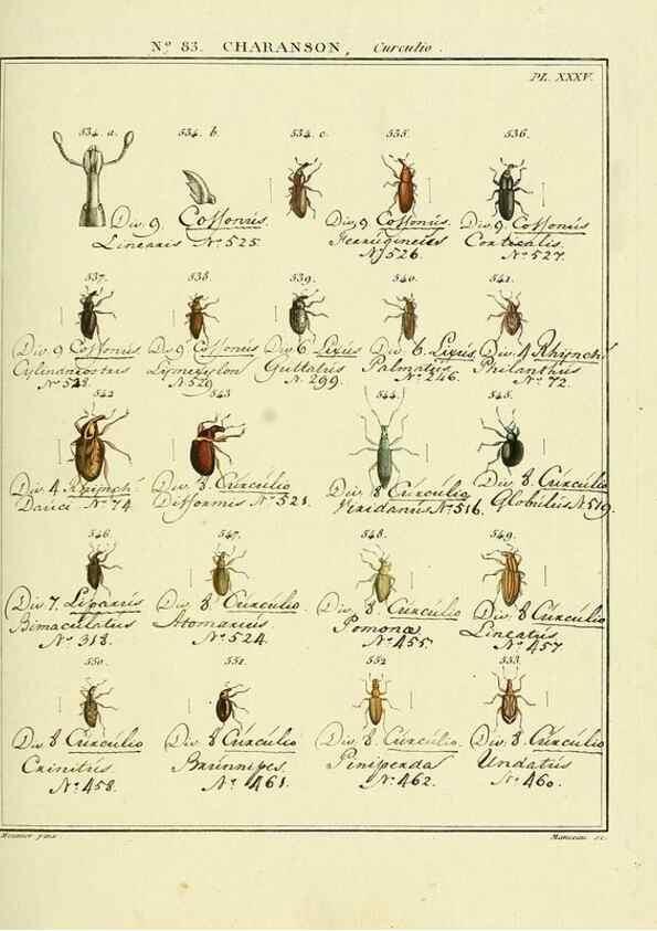 Reproducción/Reproduction 35025074974: Entomologie, ou, Histoire naturelle des insectes :. A Paris :De l'Imprimerie de Baudoin,1789-1808.