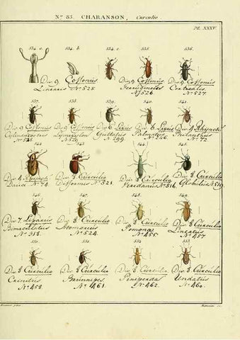 Reproducción/Reproduction 35025074974: Entomologie, ou, Histoire naturelle des insectes :. A Paris :De l'Imprimerie de Baudoin,1789-1808.