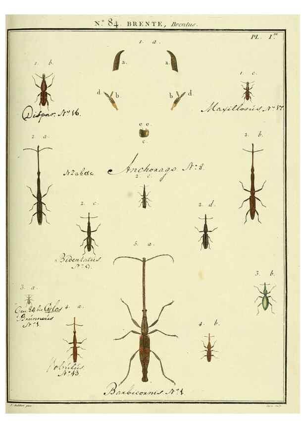 Reproducción/Reproduction 35864797145: Entomologie, ou, Histoire naturelle des insectes :. A Paris :De l'Imprimerie de Baudoin,1789-1808.