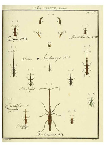 Reproducción/Reproduction 35864797145: Entomologie, ou, Histoire naturelle des insectes :. A Paris :De l'Imprimerie de Baudoin,1789-1808.