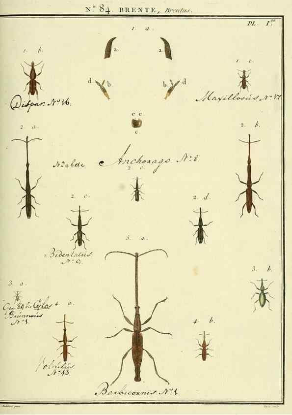 Reproducción/Reproduction 35864797145: Entomologie, ou, Histoire naturelle des insectes :. A Paris :De l'Imprimerie de Baudoin,1789-1808.