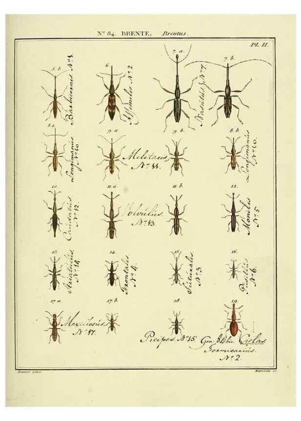 Reproducción/Reproduction 35732959221: Entomologie, ou, Histoire naturelle des insectes :. A Paris :De l'Imprimerie de Baudoin,1789-1808.