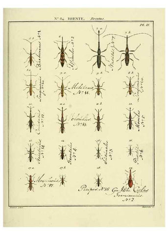 Reproducción/Reproduction 35732959221: Entomologie, ou, Histoire naturelle des insectes :. A Paris :De l'Imprimerie de Baudoin,1789-1808.