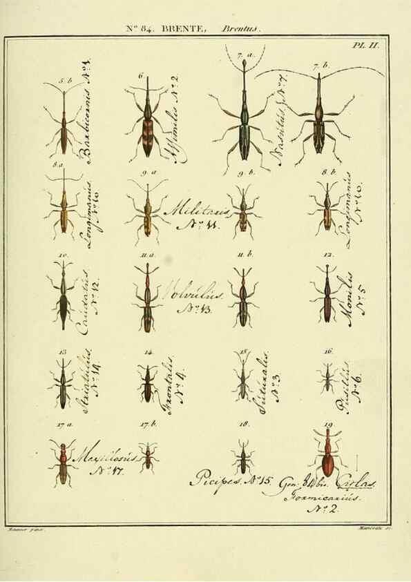 Reproducción/Reproduction 35732959221: Entomologie, ou, Histoire naturelle des insectes :. A Paris :De l'Imprimerie de Baudoin,1789-1808.