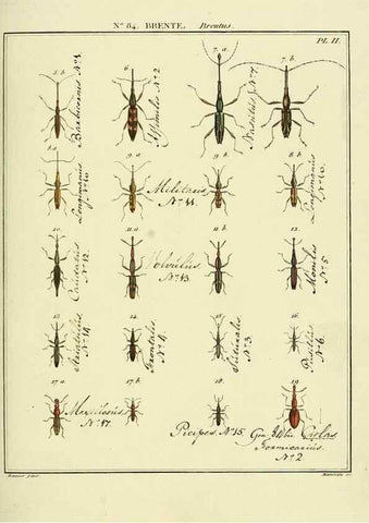 Reproducción/Reproduction 35732959221: Entomologie, ou, Histoire naturelle des insectes :. A Paris :De l'Imprimerie de Baudoin,1789-1808.
