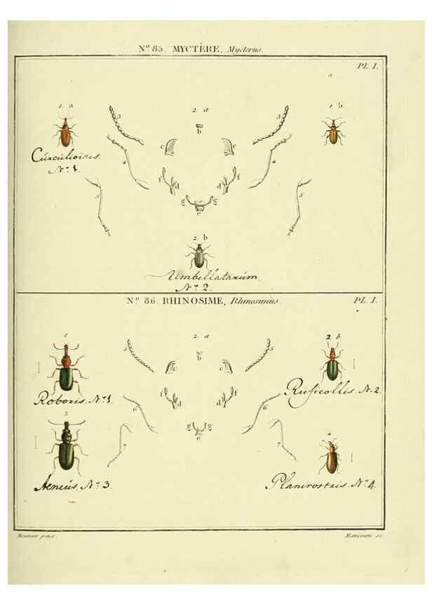 Reproducción/Reproduction 35864800345: Entomologie, ou, Histoire naturelle des insectes :. A Paris :De l'Imprimerie de Baudoin,1789-1808.