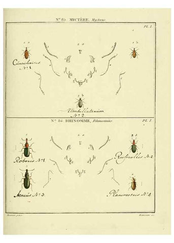 Reproducción/Reproduction 35864800345: Entomologie, ou, Histoire naturelle des insectes :. A Paris :De l'Imprimerie de Baudoin,1789-1808.