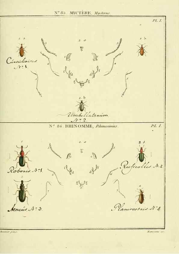 Reproducción/Reproduction 35864800345: Entomologie, ou, Histoire naturelle des insectes :. A Paris :De l'Imprimerie de Baudoin,1789-1808.