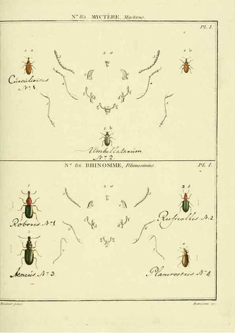 Reproducción/Reproduction 35864800345: Entomologie, ou, Histoire naturelle des insectes :. A Paris :De l'Imprimerie de Baudoin,1789-1808.