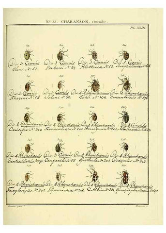 Reproducción/Reproduction 35055435633: Entomologie, ou, Histoire naturelle des insectes :. A Paris :De l'Imprimerie de Baudoin,1789-1808.