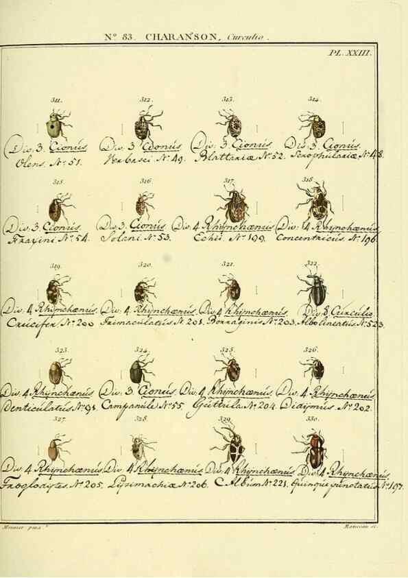 Reproducción/Reproduction 35055435633: Entomologie, ou, Histoire naturelle des insectes :. A Paris :De l'Imprimerie de Baudoin,1789-1808.