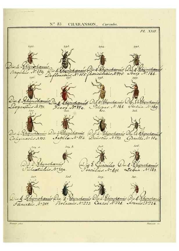 Reproducción/Reproduction 35055434473: Entomologie, ou, Histoire naturelle des insectes :. A Paris :De l'Imprimerie de Baudoin,1789-1808.