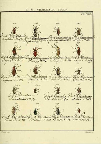 Reproducción/Reproduction 35055434473: Entomologie, ou, Histoire naturelle des insectes :. A Paris :De l'Imprimerie de Baudoin,1789-1808.