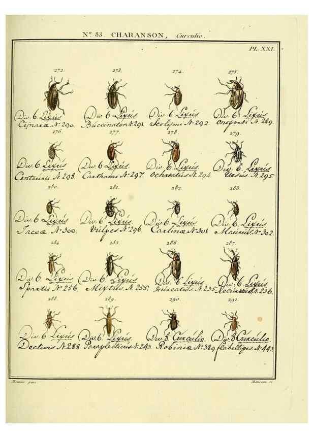 Reproducción/Reproduction 35055432533: Entomologie, ou, Histoire naturelle des insectes :. A Paris :De l'Imprimerie de Baudoin,1789-1808.