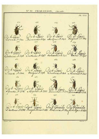 Reproducción/Reproduction 35055432533: Entomologie, ou, Histoire naturelle des insectes :. A Paris :De l'Imprimerie de Baudoin,1789-1808.
