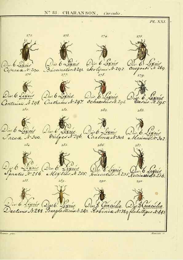 Reproducción/Reproduction 35055432533: Entomologie, ou, Histoire naturelle des insectes :. A Paris :De l'Imprimerie de Baudoin,1789-1808.